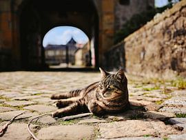 A castle guard on velvet paws by Momentaufnahme | Marius Ahlers