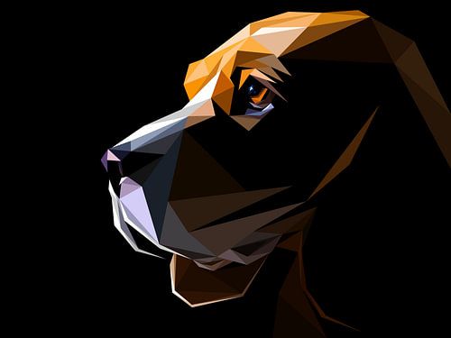 Bruin Wit Hond Laagpolig Tegenlicht