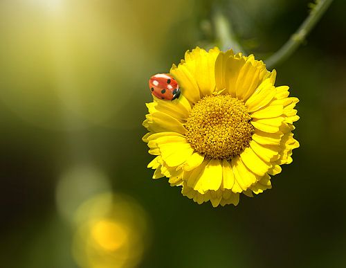 A ladybug on a marigold (Coleostephus myconis)