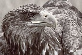 Europese Zeearend in zwart-wit tint.