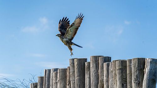 Der Bussard am Himmel von Ingrid van Wolferen
