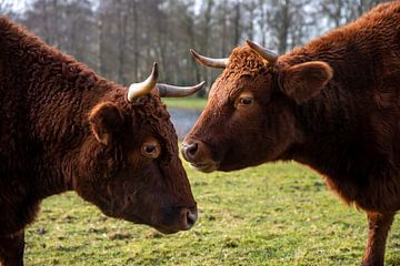 Jersey cows by Franke de Jong