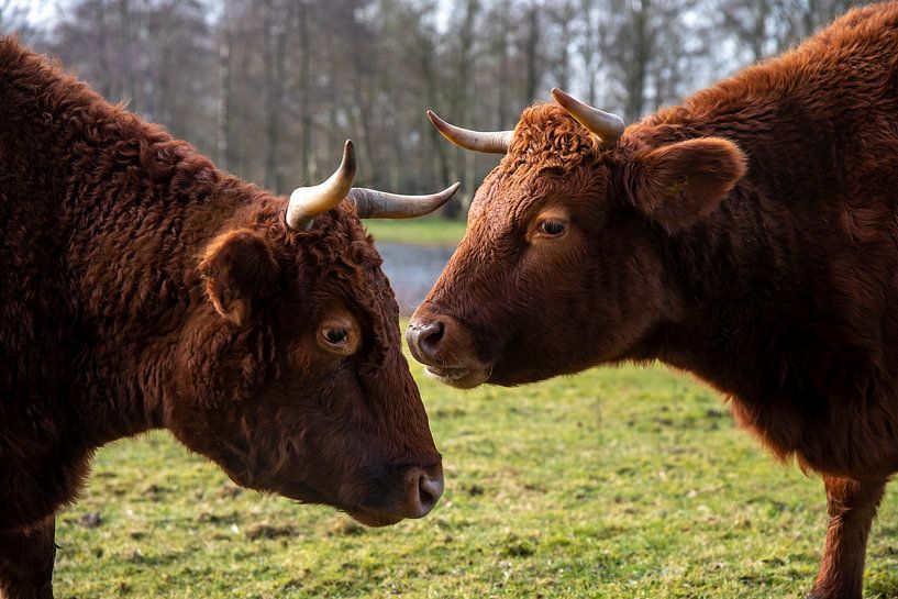 Jersey cows by Franke de Jong