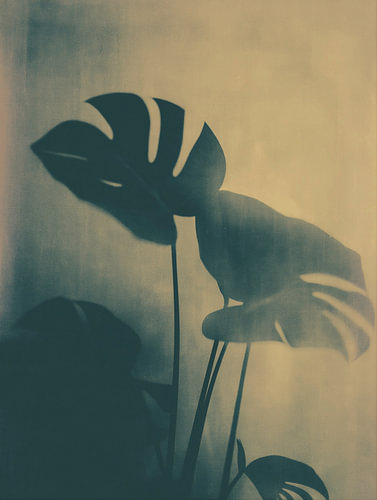 Monstera Plant Nr 20