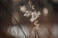 Riet