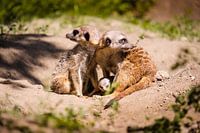 Meerkats