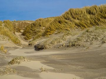 Grassy sea dunes