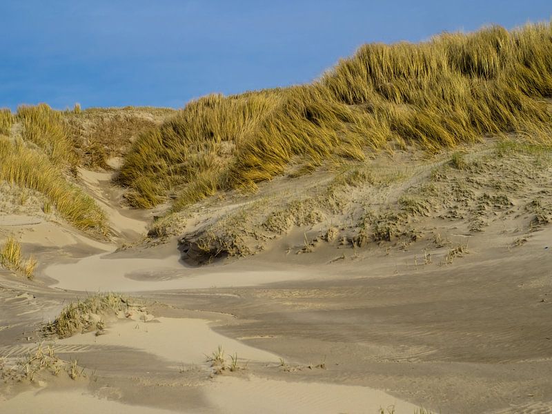 Grassy sea dunes by Martijn Tilroe