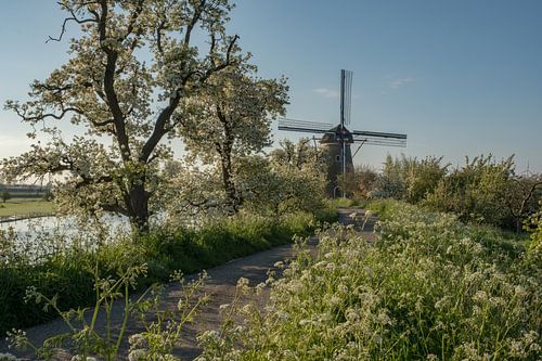 Molen de Vrijheid in de lente