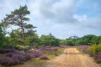Sommerwanderung durch die Moorlandschaft bei Bergen
