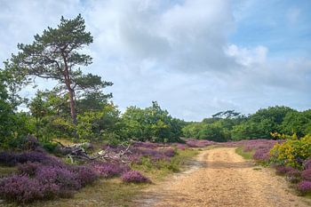 Sommerwanderung durch die Moorlandschaft bei Bergen