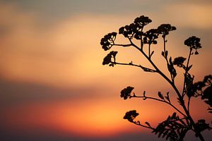 Schattenbild der Blume bei Sonnenuntergang