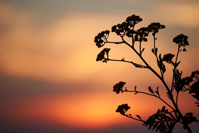 Silhouet van bloem bij zonsondergang van Cor de Hamer