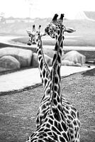 Girafes