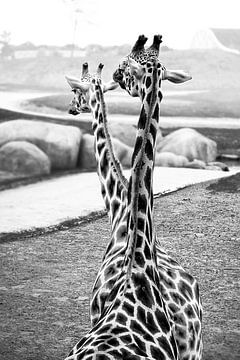 Giraffen van Peter Mensink