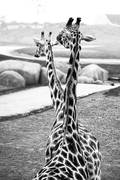 Giraffen von Peter Mensink