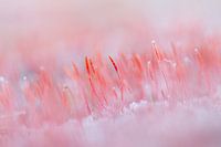 fiery moss