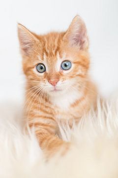 Kitten van As Janson