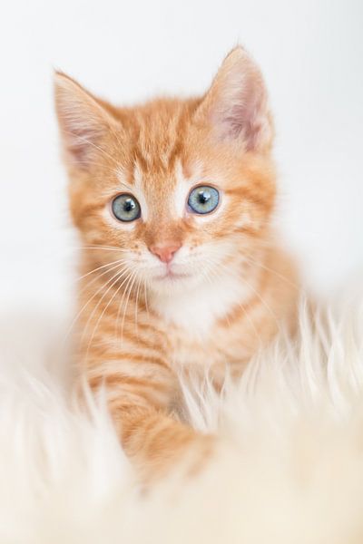 Kitten by As Janson