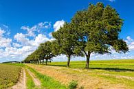 typisch Hollands polder landschap  van eric van der eijk thumbnail