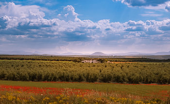 Hacienda tussen de olijfbomen in Spanje.