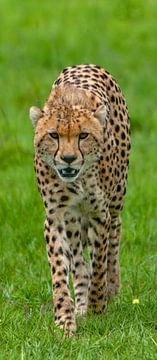 dreigende cheetah van Peter Michel