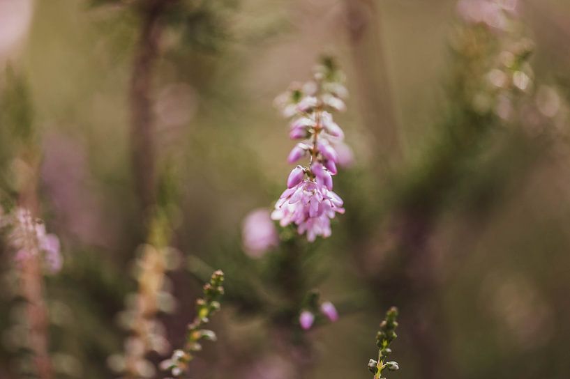 pink and green by Tania Perneel