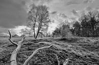 Winterlandschap met boom van Peter Bolman thumbnail