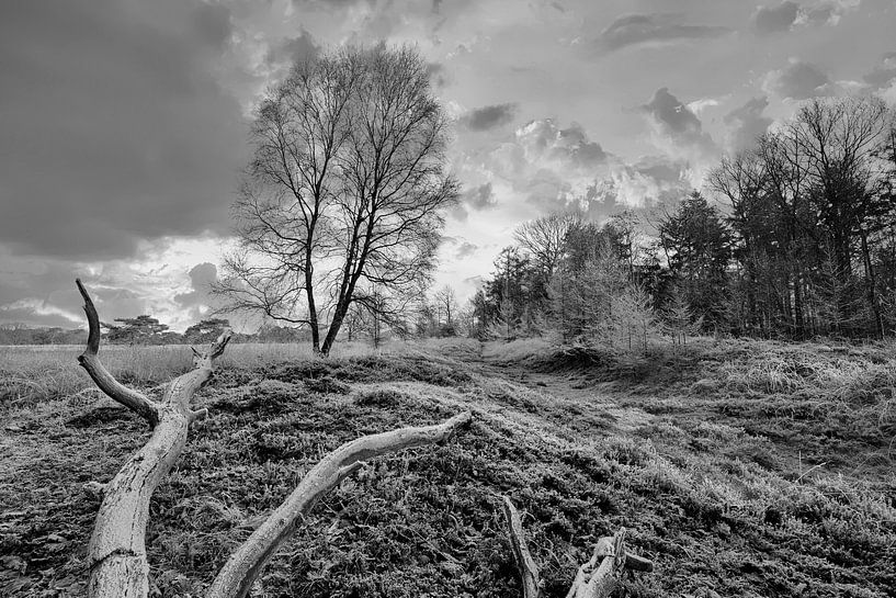 Winterlandschap met boom van Peter Bolman