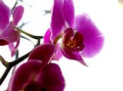 Orchideae van Francisco de Almeida thumbnail