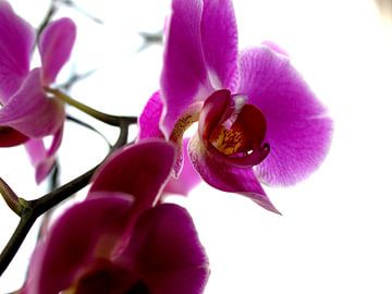 Orchideae van Francisco de Almeida