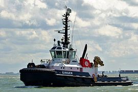 Ingwer von Henk Noevers