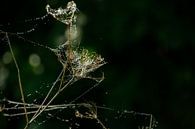 Tautropfen glitzern im Sonnenlicht von FotoGraaG Hanneke Miniaturansicht