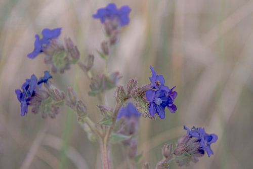 Vlieland Flora