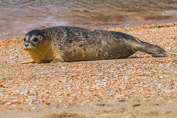 Zeehond op het strand