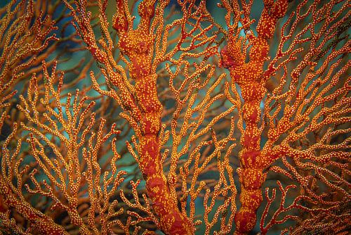 Sea fan @ Komodo, Indonesia