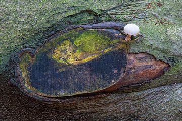New life on "dead" wood by Kees Dorsman