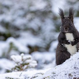 Oachkatzl (Eichhörnchen) im Schnee von Andreas Müller