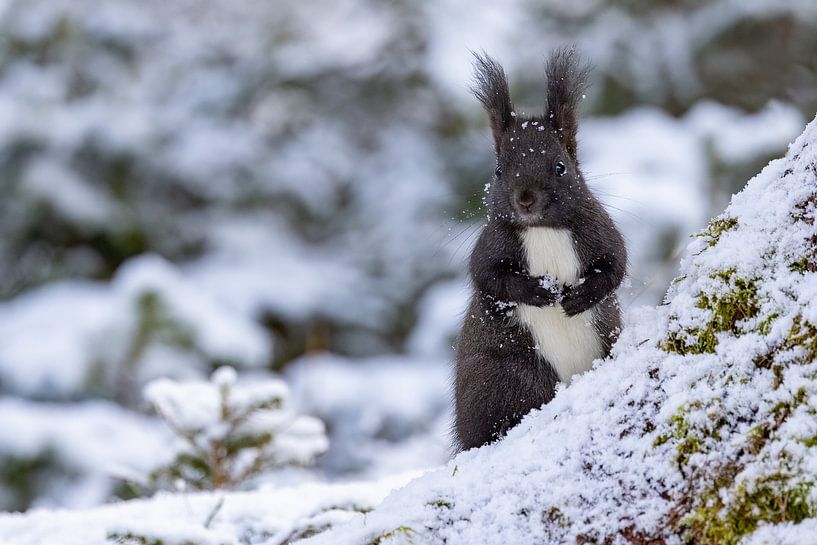 Oachkatzl (eekhoorn) in de sneeuw van Andreas Müller