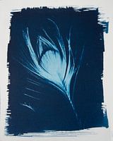 Peacock feather
