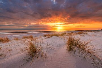 Sunset on the beach of Westerschouwen on Schouwen-Duivenland in Zeeland with dunes in the foreground