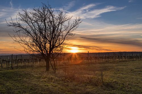 Wijngaard en boom bij zonsondergang