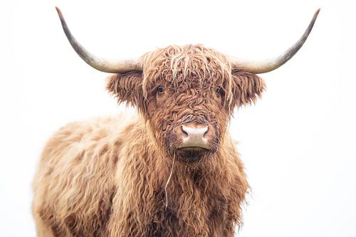 Scottish Highlander