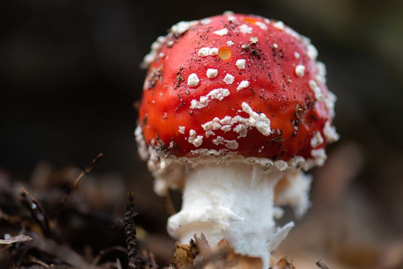 fly agaric by Tania Perneel