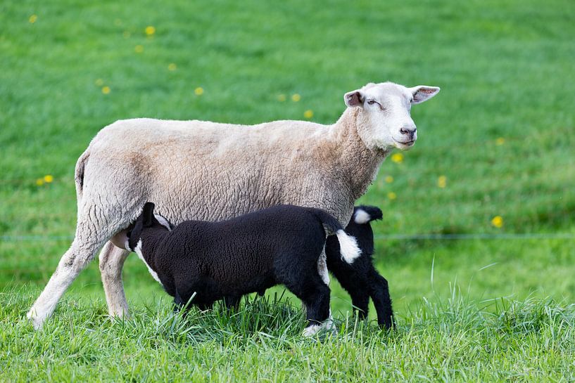 Weißes Mutter Schaf mit zwei trinkende schwarze Lämmer in grünen Wiese von Ben Schonewille
