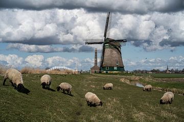 The Kaagmolen with sheep by Manuuu