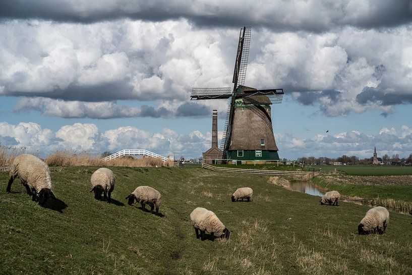 The Kaagmolen with sheep by Manuuu