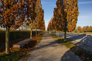 Herbstliche Pappelallee
