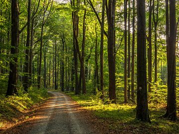 Großer Winterberg, Saxon Switzerland - Winterbergstraße by Pixelwerk