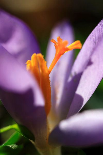 Fleur de crocus par Anette Jäger